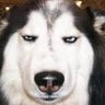 Profilbild von Huskydog