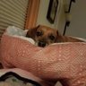 Doxie dogs 🐾mom 🇺🇸🦅's profile picture