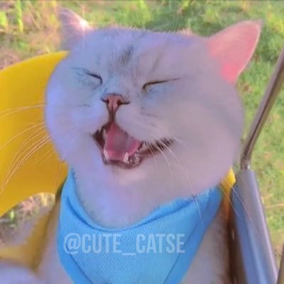 CUTE CAT's profile picture