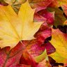 Фото профиля Autumn Leaves