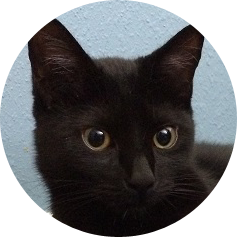crisuskeer's profile picture