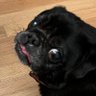 Susi's profile picture
