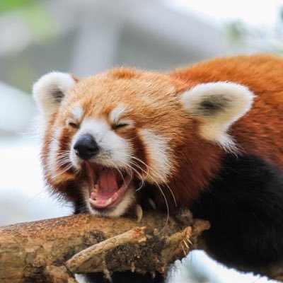 Daily Red Pandas's profile picture