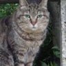 さら(はむ) profil fotoğrafı