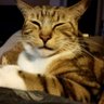 pondus Hydrogenii's profile picture
