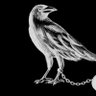 Jailbird 的头像