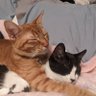 🐱Pepper and Paprika🐱's profile picture