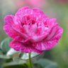 إحساس غالي's profile picture