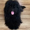 Pamy profil fotoğrafı