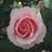 Profilbild von 薫