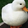 MaxKaBoomYT's profile picture