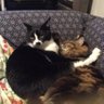 Фото профиля 猫シャクラ