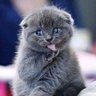 Roberta Negrelli's profile picture