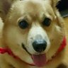 POPO🍖🎹's profile picture