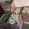 Albertine food exporters & logistics ltd profil fotoğrafı