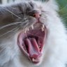 DEN VILDA KATTEN's profile picture