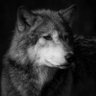 Profilbild von Alpha