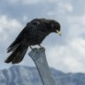 Фото профиля Jackdaw
