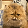 猫山田 修 的头像