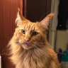 Rustle Crow's profile picture