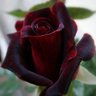 Фото профиля 🌸🌹 Hannah 🌹🌸