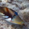 Triggerfish 🎲🎲 profil fotoğrafı