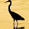 kingstork1's profile picture