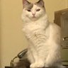 原田モナ profil fotoğrafı