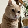 クー太郎 的头像