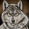 Profilbild von South Afri-CAN