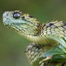 Profilbild von いるりすく(gargoyle basilisk)
