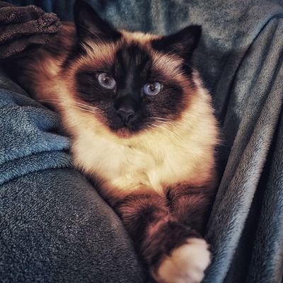 Asociální Chuligán🇨🇿🇪🇺🚷's profile picture