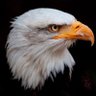 MostlyPeacefulTweets's profile picture