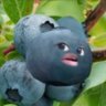 BlueShisho's profile picture