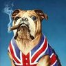 Фото профиля American British Bulldog