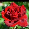 Zehra profil fotoğrafı
