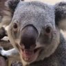 Фото профиля Raycist Koala