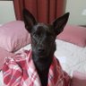 Profilbild von Homero 🇻🇳🇧🇷🇨🇬🇵🇱