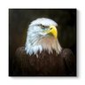Kartal Gkhn's profile picture