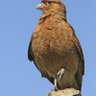 El chimango atómico profil fotoğrafı