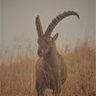 Goat7five profil fotoğrafı