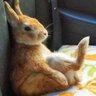 wushuyi🐰🇨🇳☮️ profil fotoğrafı