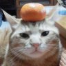 猫は神 profil fotoğrafı