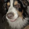 The Petulant Pupper 的头像