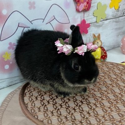 うさぎの凛🐰心の処方箋's profile picture