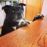 AveryandMe🏳️‍🌈🇺🇸🇺🇦❤️🐶💚💛 profil fotoğrafı