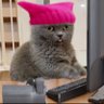 Cat on A Leash's profile picture