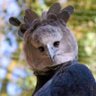 Choobakah's profile picture