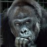 Non Zed profil fotoğrafı