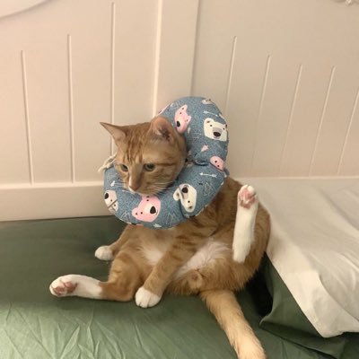 静香的小号's profile picture